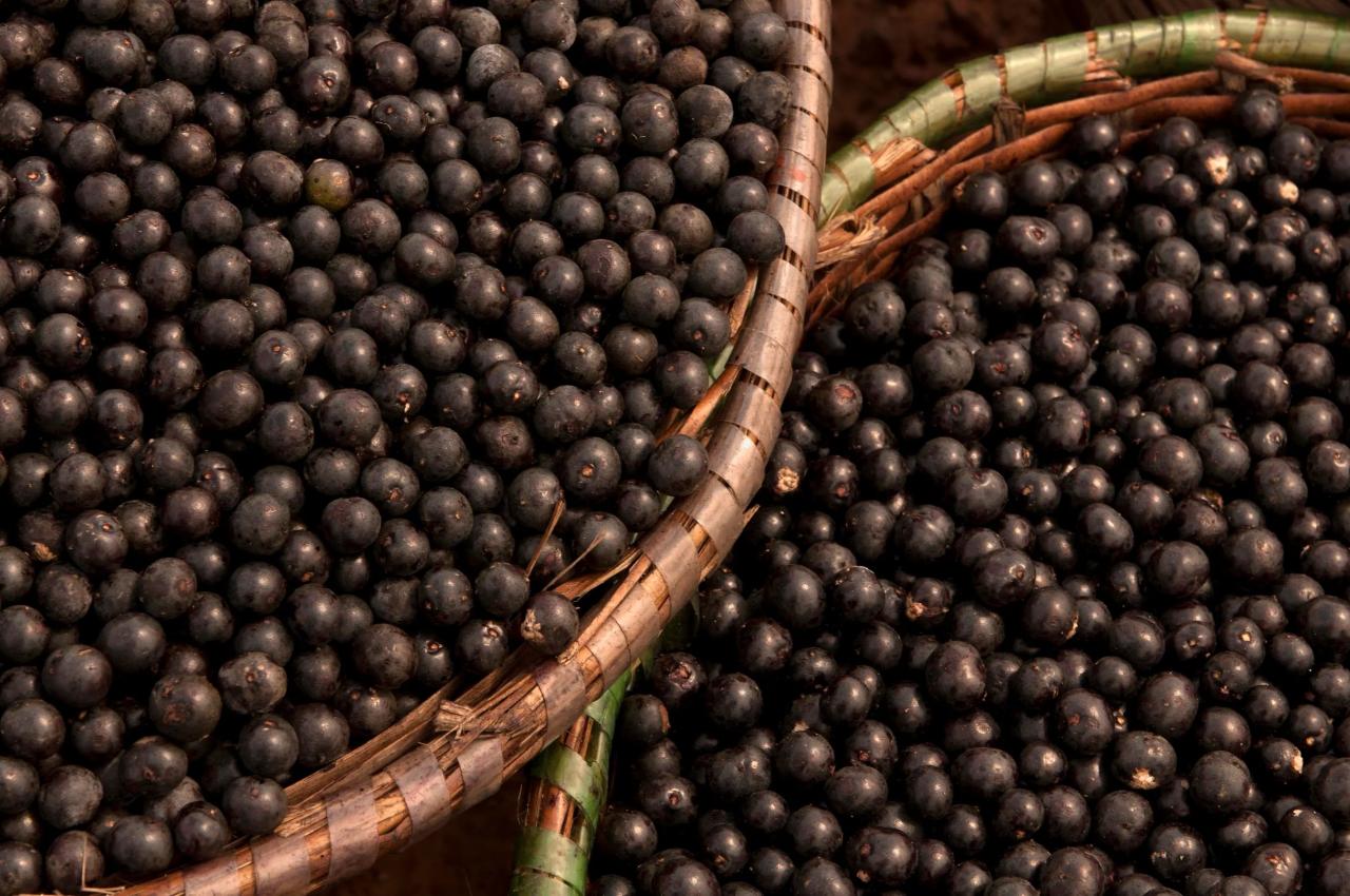 How sambazon is making acai a touchstone of conscious commerce