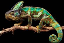 Kenyan chameleons evolved brighter colours after moving to hawaii