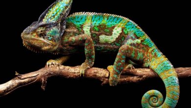 Kenyan chameleons evolved brighter colours after moving to hawaii