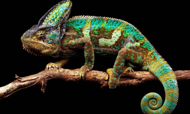 Kenyan chameleons evolved brighter colours after moving to hawaii