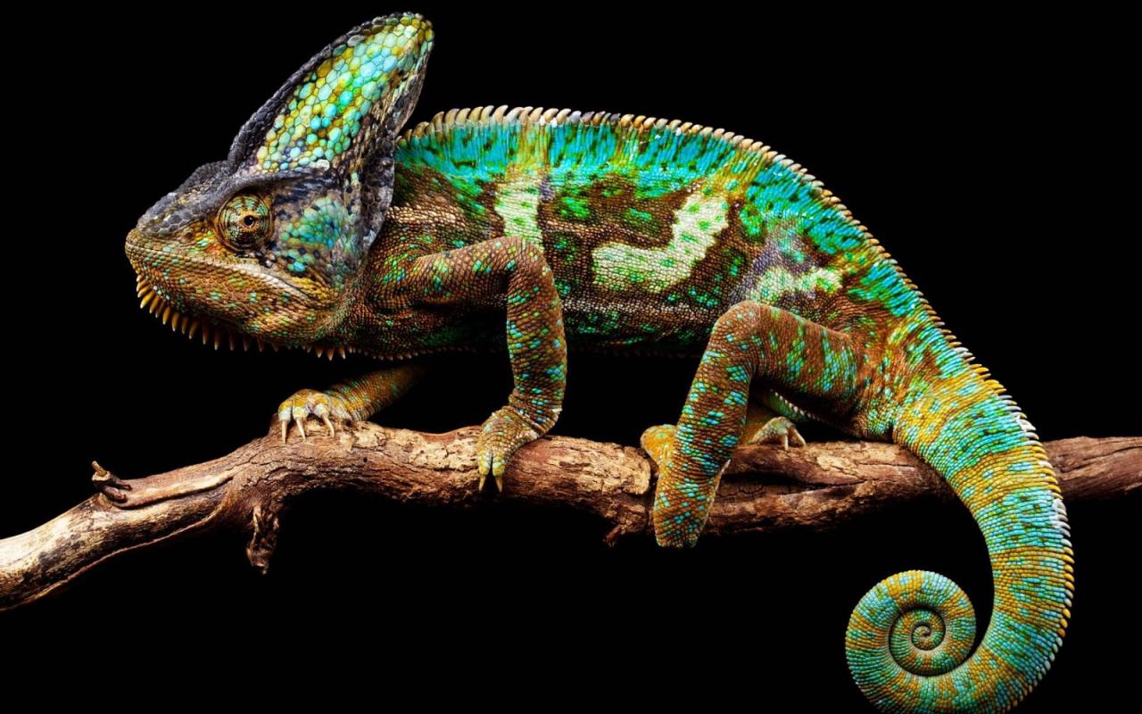 Kenyan chameleons evolved brighter colours after moving to hawaii