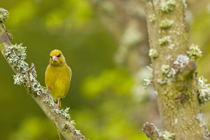 Five seabirds added to uk red list of most concern