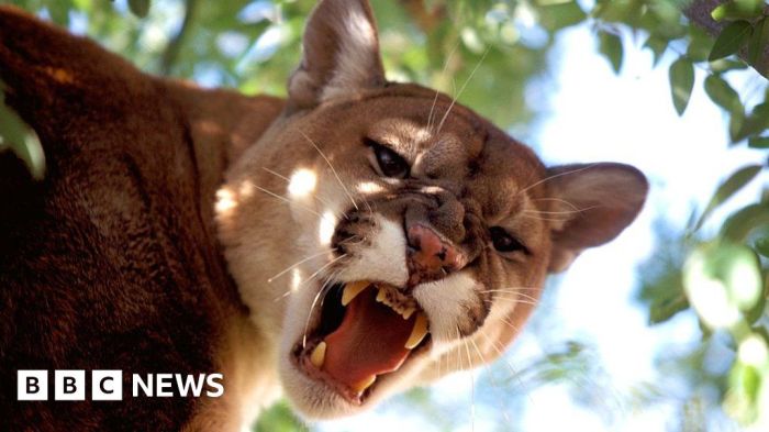 First photos of cougars killing donkeys in death valley suggest big impacts for ecosystem