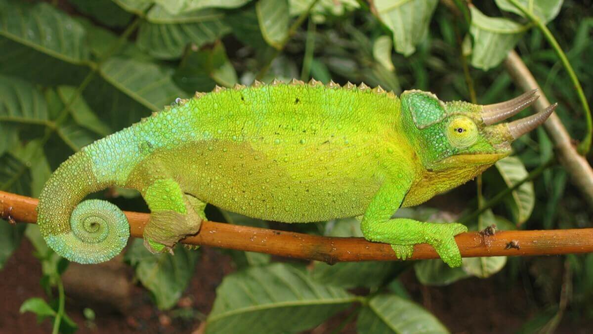 Kenyan chameleons evolved brighter colours after moving to hawaii