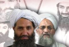 Could the taleban have helped the us against al qaida