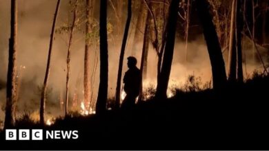 Portugals deadly wildfires have caused record breaking emissions