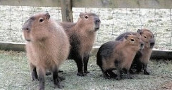 Fears fugitive capybara could stray onto military land and never be retrieved