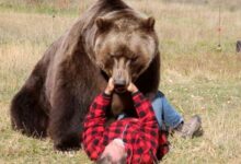 Wisconsin boy 12 shoots bear as it mauls his father