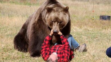 Wisconsin boy 12 shoots bear as it mauls his father