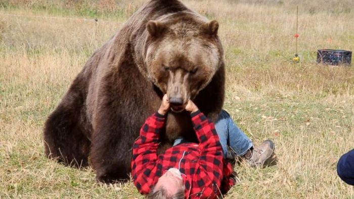 Wisconsin boy 12 shoots bear as it mauls his father