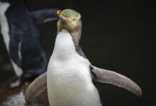 Hoiho rare shy penguin wins new zealands bird of the year vote