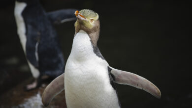 Hoiho rare shy penguin wins new zealands bird of the year vote