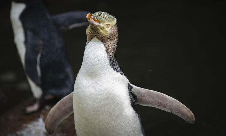 Hoiho rare shy penguin wins new zealands bird of the year vote