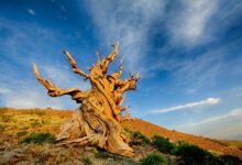 Is the worlds oldest tree growing in a ravine in chile