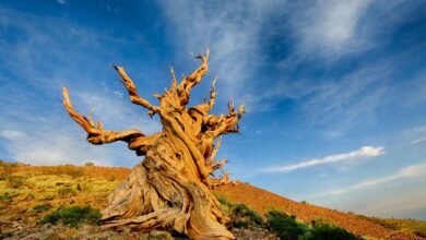 Is the worlds oldest tree growing in a ravine in chile