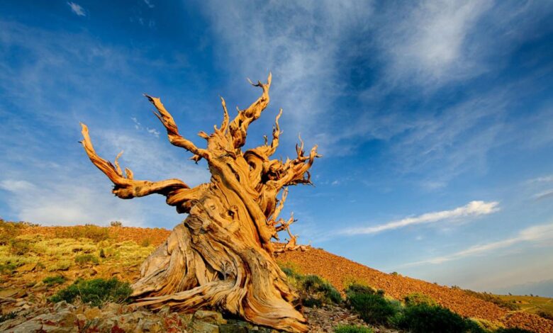 Is the worlds oldest tree growing in a ravine in chile