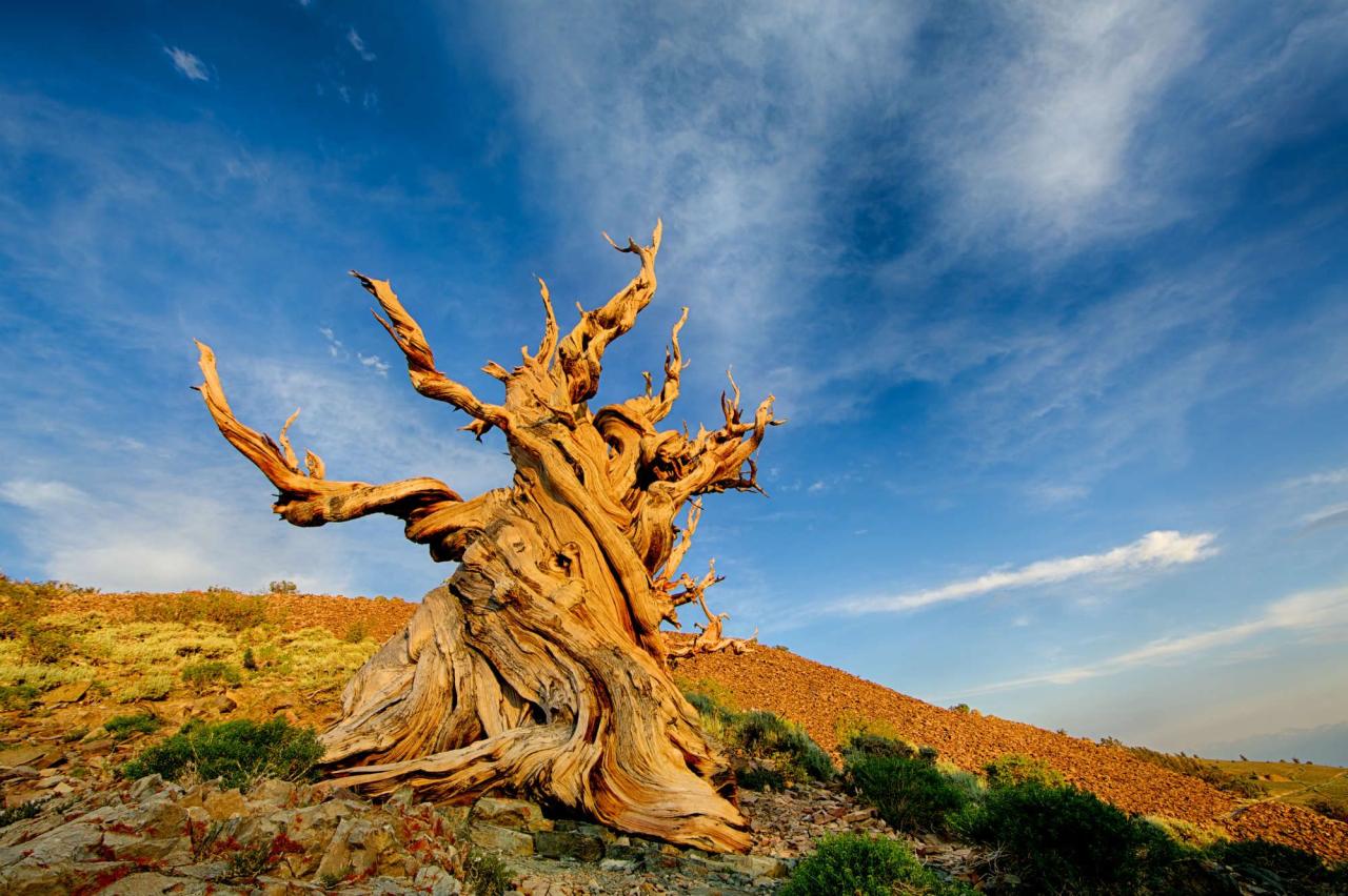 Is the worlds oldest tree growing in a ravine in chile