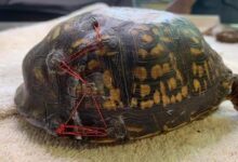 Injured loggerhead turtle found in cumbria released into wild