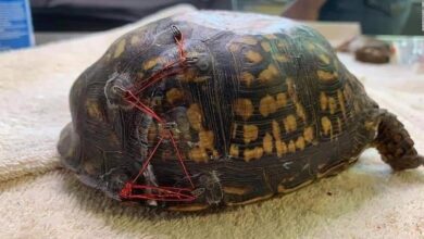 Injured loggerhead turtle found in cumbria released into wild