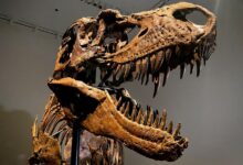 Dinosaur skeleton sells for 12 4 million at christies