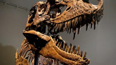 Dinosaur skeleton sells for 12 4 million at christies