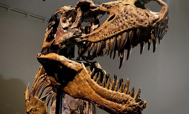 Dinosaur skeleton sells for 12 4 million at christies