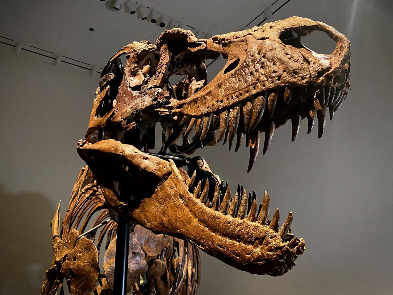 Dinosaur skeleton sells for 12 4 million at christies