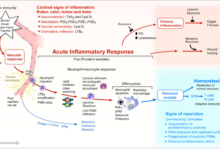 Critics challenge data showing key lipids can curb inflammation