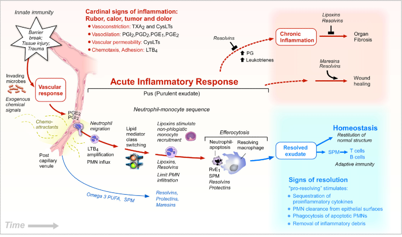 Critics challenge data showing key lipids can curb inflammation