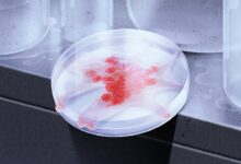 The lab leak hypothesis made it harder for scientists to seek the truth