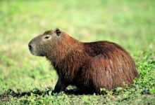 Zoo calls on public for help locating escaped capybara