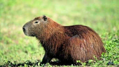 Zoo calls on public for help locating escaped capybara