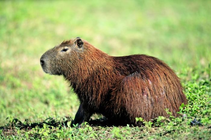 Zoo calls on public for help locating escaped capybara