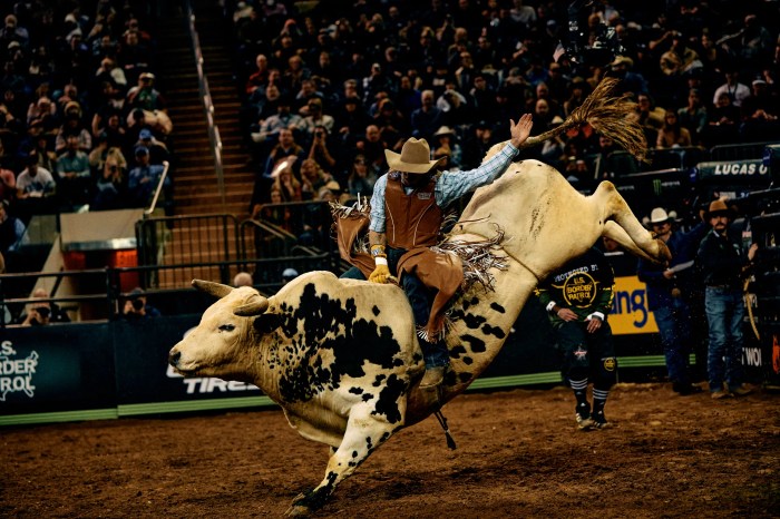 8 rodeo bulls escape mall pen and trample through mass residents yards with 1 still on the loose