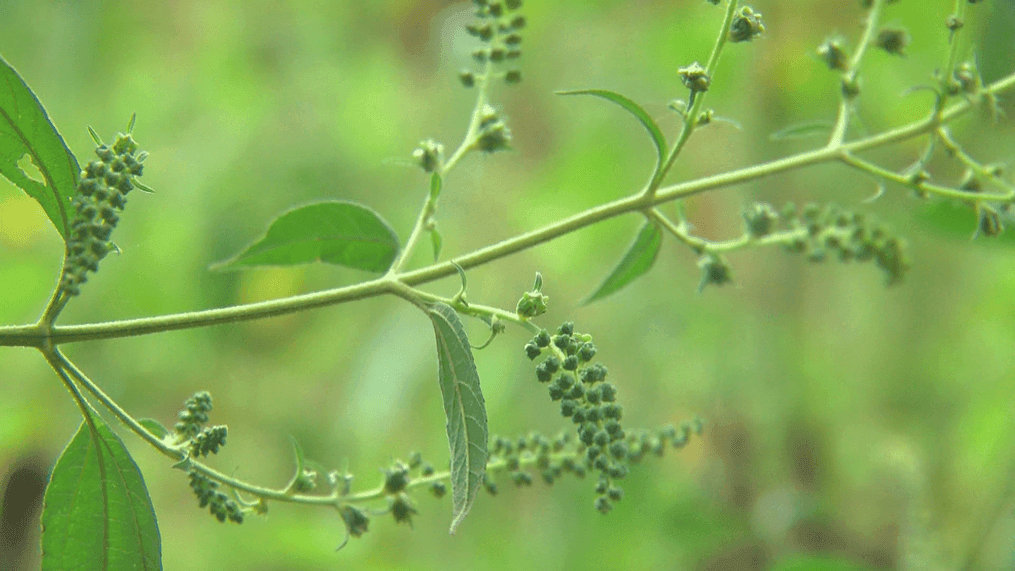 Allergies blankets weighted