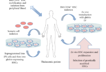 Gene therapy trial shows early success in people with haemophilia b