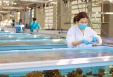 Probiotics could help save overheated coral