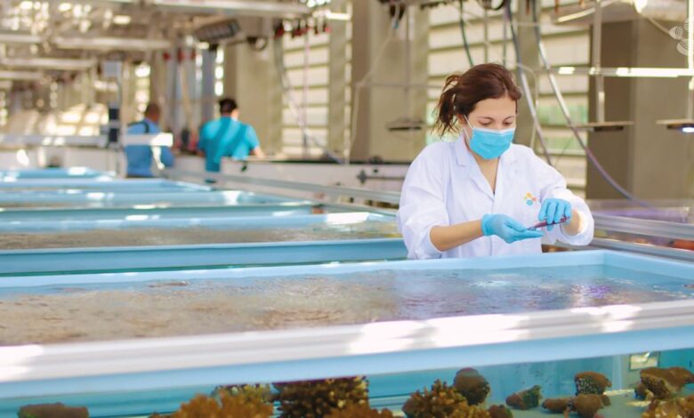 Probiotics could help save overheated coral