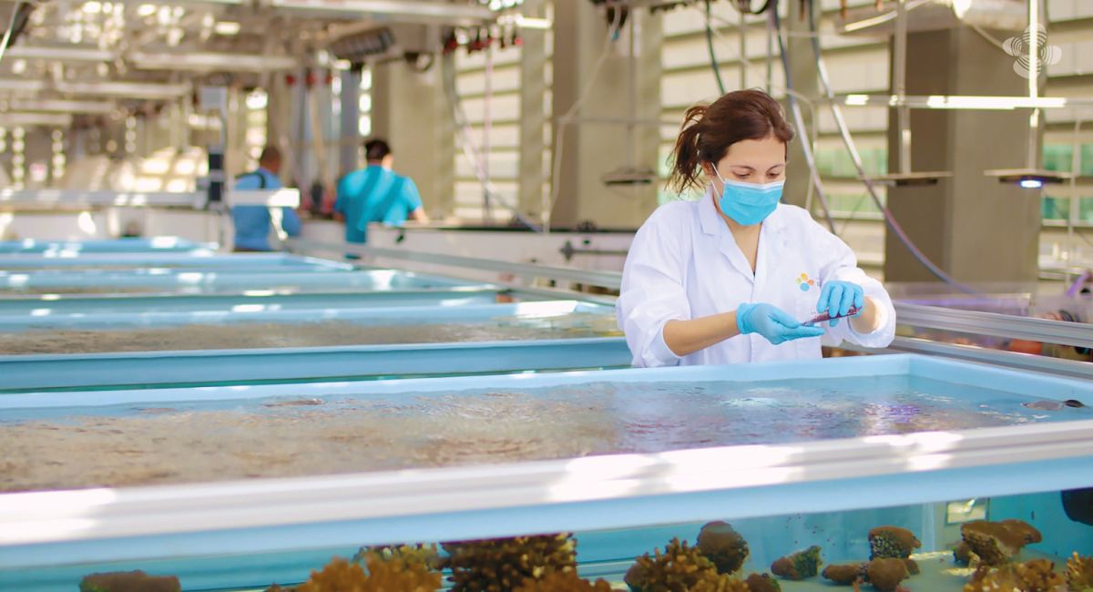 Probiotics could help save overheated coral