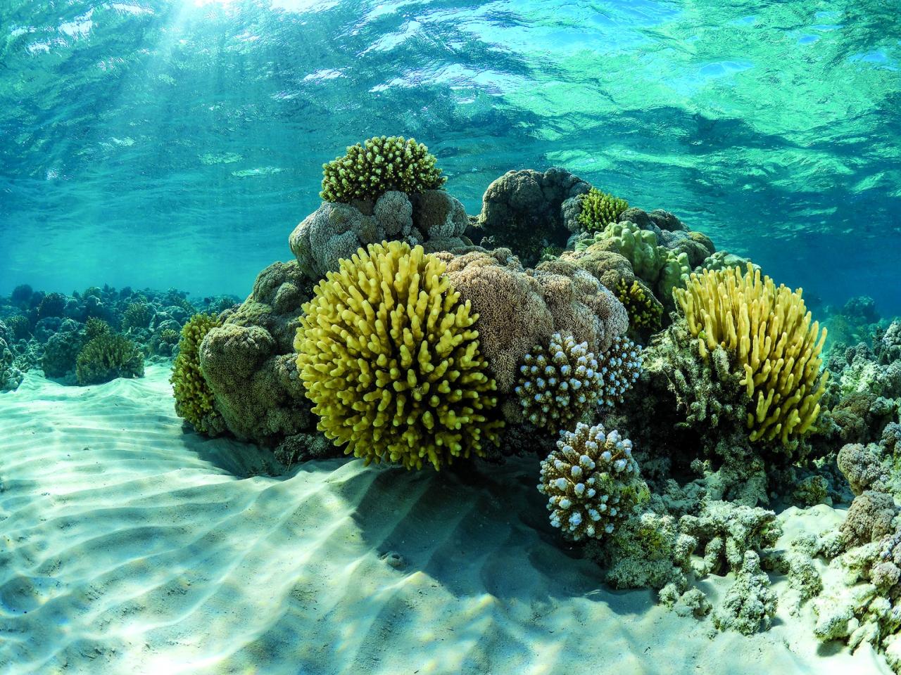 Probiotics kaust corals resilience mortality verrucosa stony pocillopora Probiotics could help save overheated coral