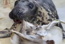 Stubborn seal who doesnt like to work for her food celebrates milestone birthday