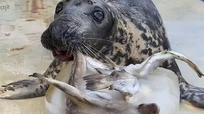 Stubborn seal who doesnt like to work for her food celebrates milestone birthday