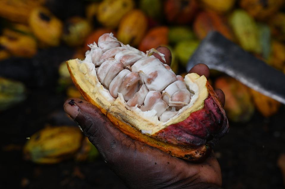 Mars overhauls cocoa sustainability program to focus squarely on farmer income