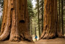 Meet the giant sequoia the super tree built to withstand fire