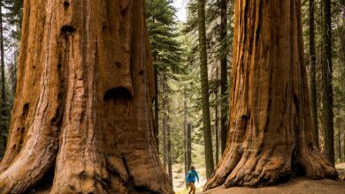 Meet the giant sequoia the super tree built to withstand fire