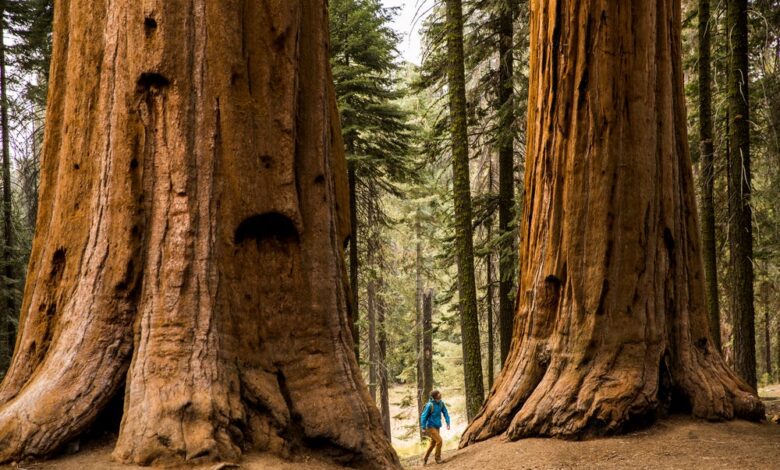 Meet the giant sequoia the super tree built to withstand fire