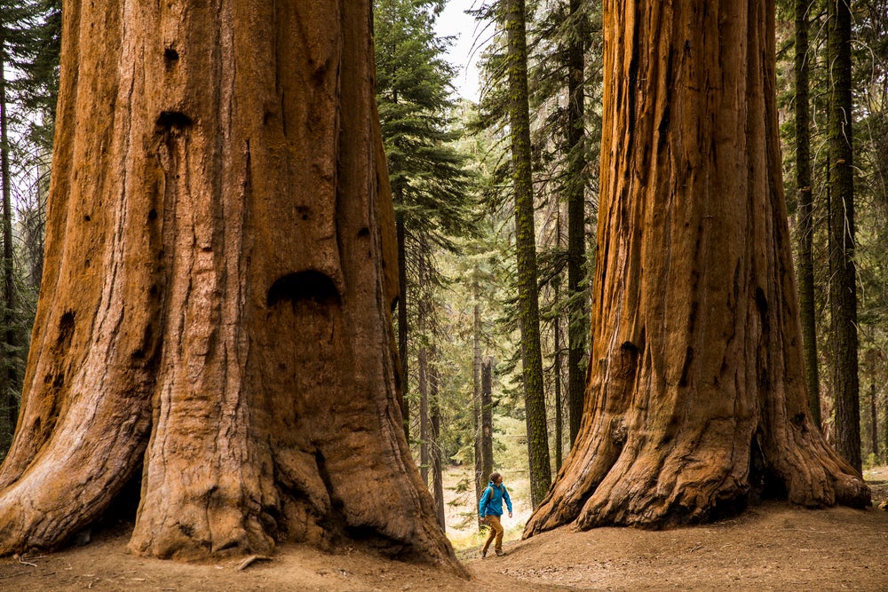 Meet the giant sequoia the super tree built to withstand fire