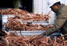 Alaskas snow crabs have disappeared where they went is a mystery