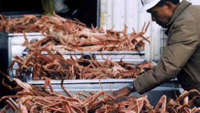 Alaskas snow crabs have disappeared where they went is a mystery