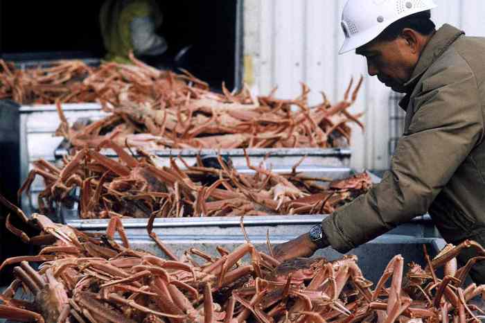 Alaskas snow crabs have disappeared where they went is a mystery